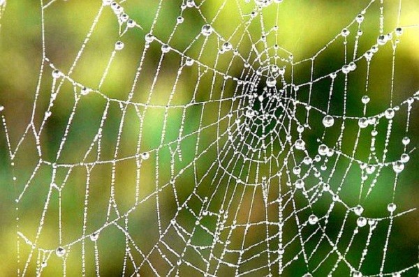 Bí[-]kíp[-]kỳ[-]diệu[-]khiến[-]động[-]vật[-]trở[-]thành[-]"X-men"[-]12